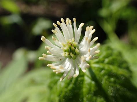 does goldenseal really work